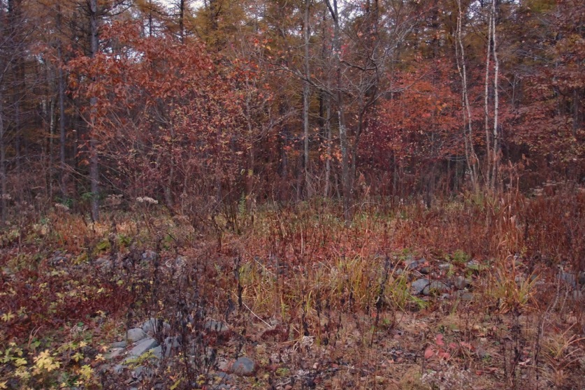 b0168859_21443452.jpg