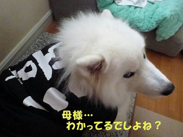 e0176159_11025682.jpg