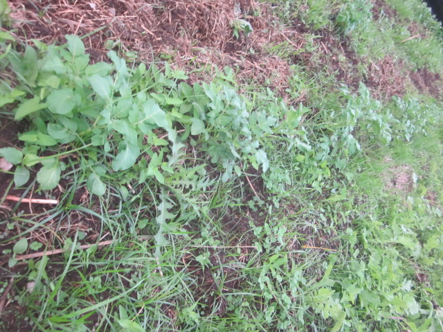 e0181260_200650.jpg
