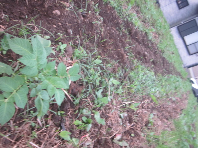 e0181260_2032751.jpg