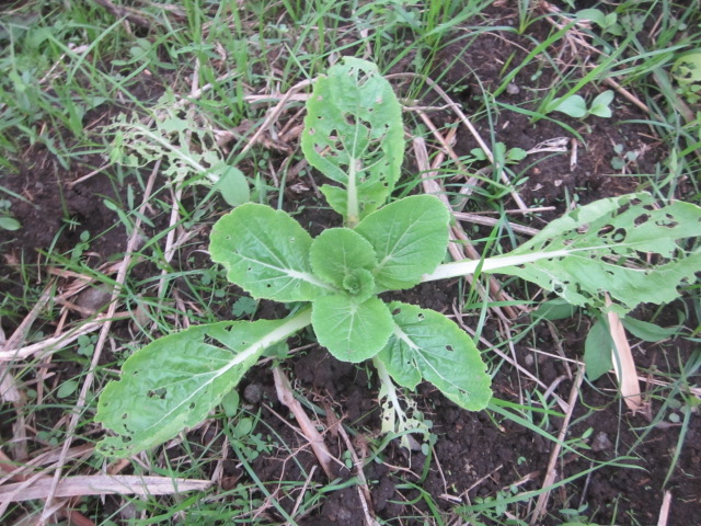 e0181260_209126.jpg
