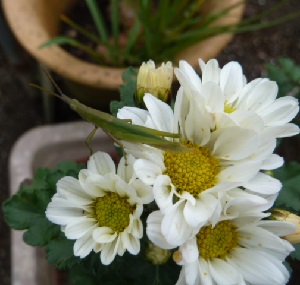 e0278968_21231041.jpg