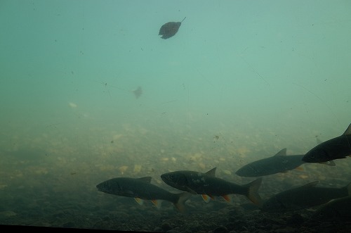 b0119493_1652380.jpg
