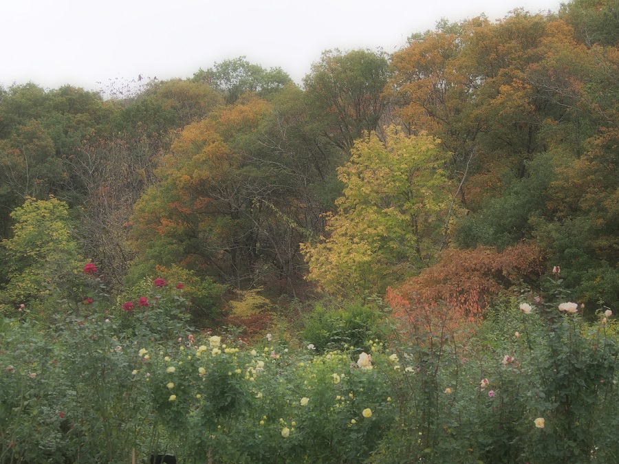 d0001008_12101036.jpg