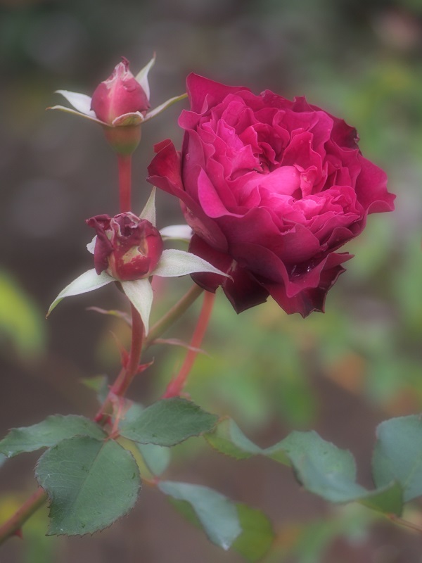 d0001008_1295163.jpg