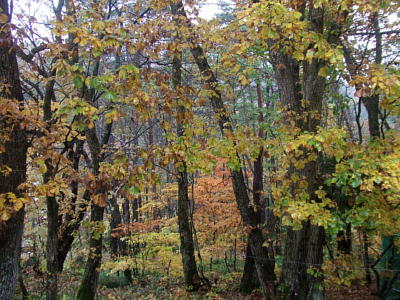 f0161708_22182994.jpg