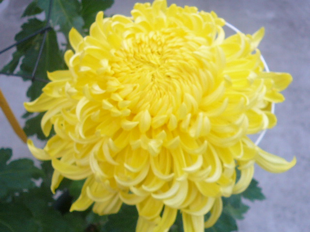 e0026017_1712930.jpg
