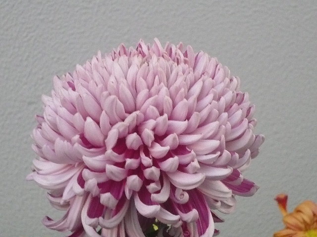 e0026017_1715194.jpg