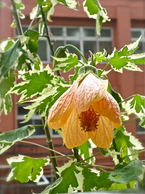 b0027736_16235273.jpg