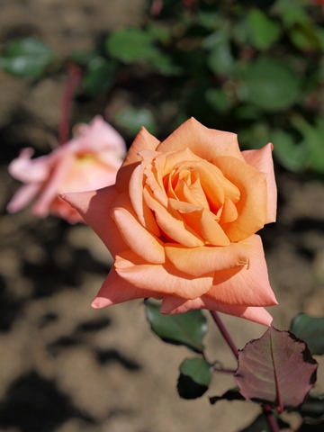 e0100046_16315887.jpg