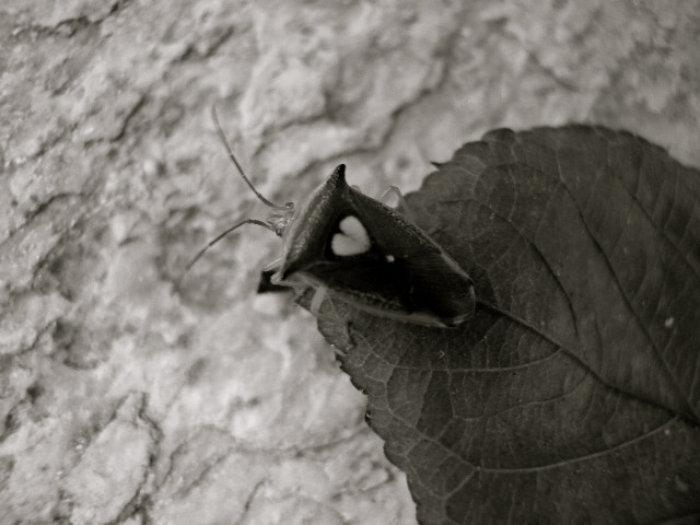 a0199297_0284866.jpg