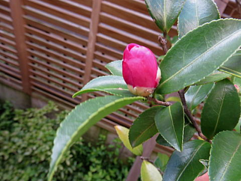 d0046702_735058.jpg