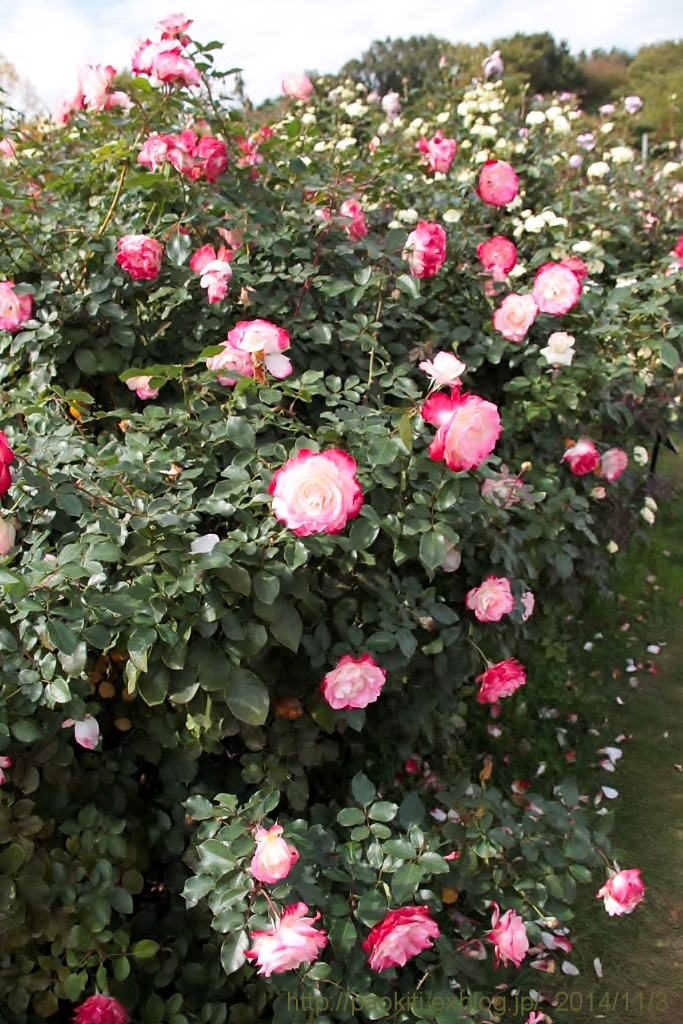 d0166303_23433728.jpg