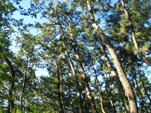 c0084117_13111313.jpg