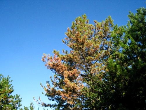 c0084117_13113691.jpg