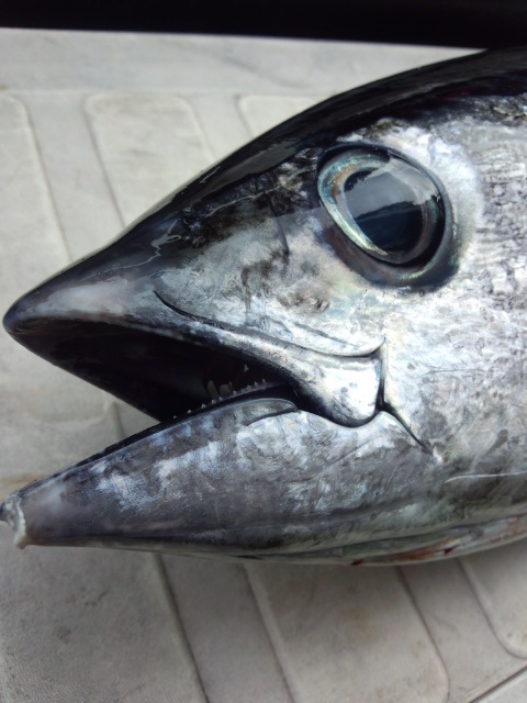 e0125217_15234368.jpg