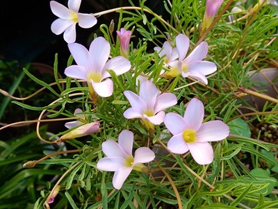 e0033229_2244543.jpg