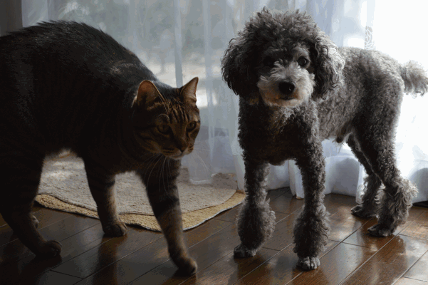 c0136736_12361959.gif