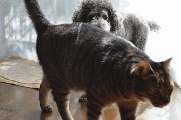 c0136736_12363060.gif