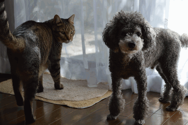 c0136736_123687.gif