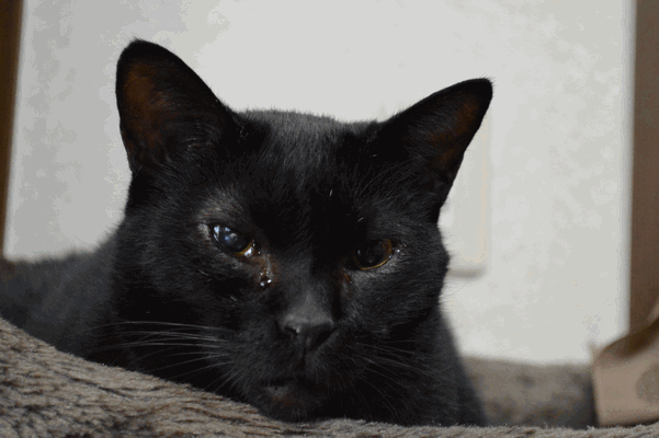 c0136736_1239391.gif