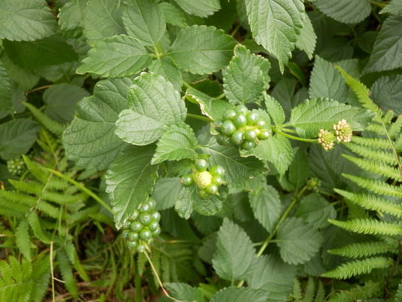 e0292172_2046535.jpg