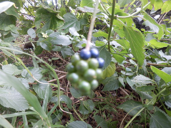 e0292172_2052426.jpg