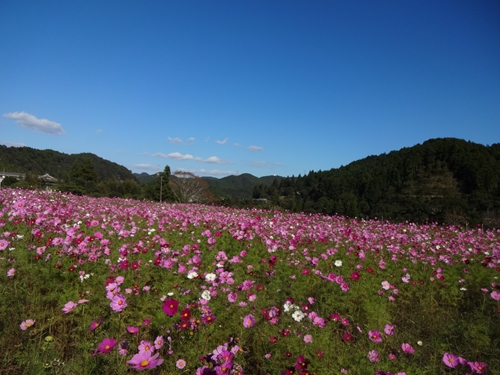 e0201281_2141698.jpg