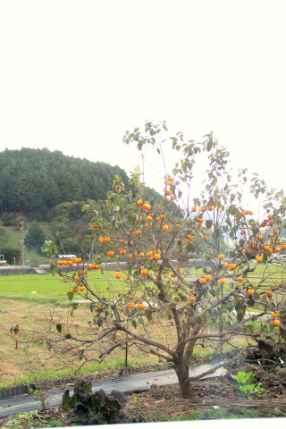 e0154682_00501209.jpg
