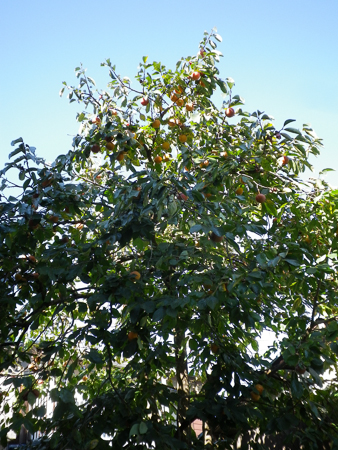 f0239100_1851215.jpg