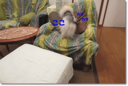 b0167519_2035684.gif