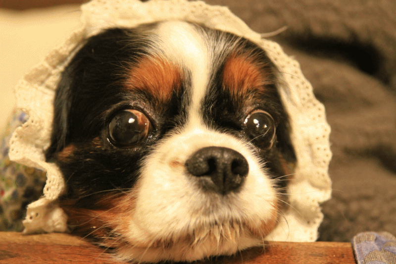 c0145250_11212435.gif