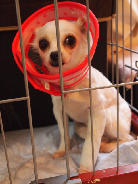 c0299657_20125151.jpg