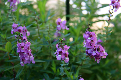 c0152779_1817712.jpg