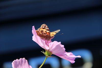 c0152779_9314431.jpg