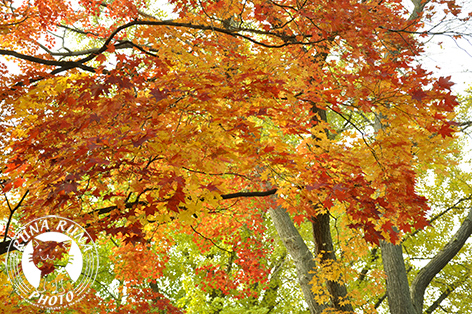 f0210380_11414622.jpg