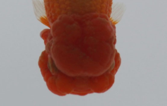 c0162817_1013247.jpg