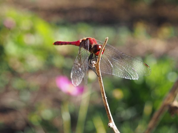 b0341140_18392274.jpg