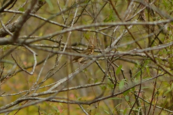 b0288942_18451755.jpg