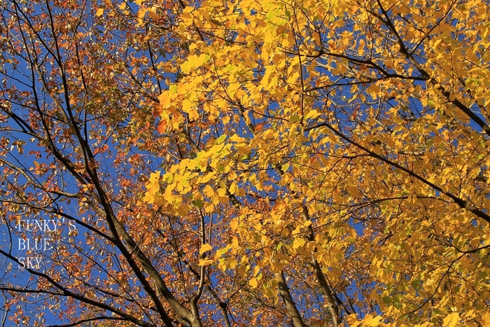 c0145250_19534288.jpg