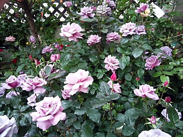 c0042960_18275344.jpg