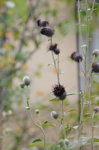 c0186463_17204072.jpg