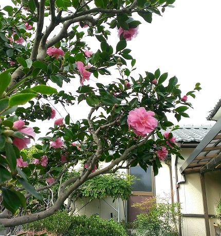 c0084117_15183819.jpg