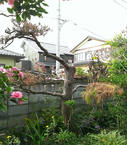 c0084117_1519531.jpg