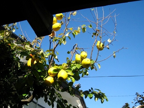 c0084117_1561935.jpg