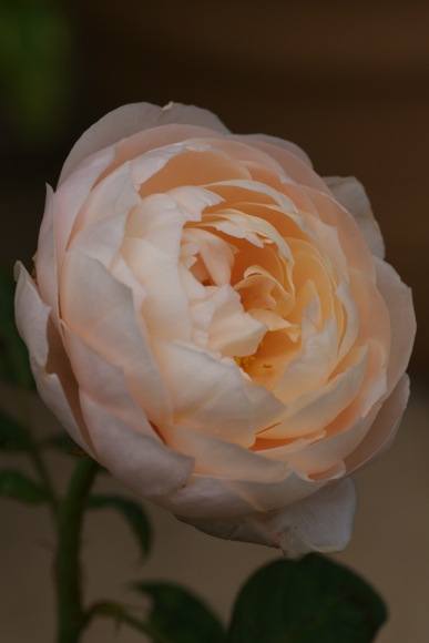e0021328_00450885.jpg