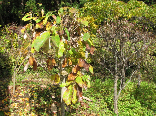 f0151044_939442.jpg