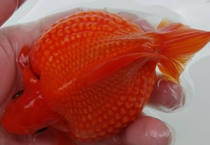 綺麗な色に揚がったピンポンパール 金魚に見えない ゆるキャラみたいな水の生き物 まんまる可愛いピンポンパール Naver まとめ