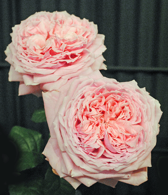a0001354_1154323.gif