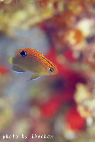 a0155467_20413349.jpg
